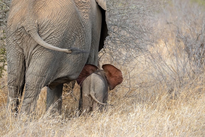 Elephant Safari